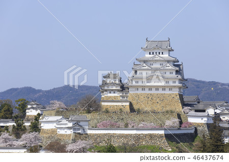 Hyogo Prefecture · Himeji Castle · Spring · Cherry blossoms in full bloom Hyogo Prefecture · Himeji Castle · Spring · Cherry blossoms in full bloom 46437674