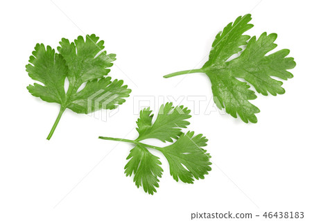 cilantro or coriander leaves isolated on white background. Top view. Flat lay pattern 46438183