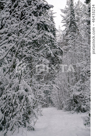 trail in the winter forest trail in the winter forest 46438234