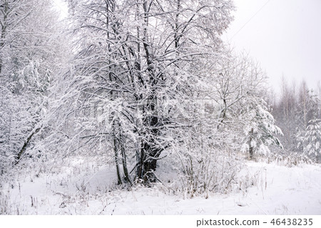nature after a snowfall 46438235