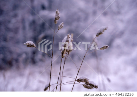 spikelets of grass under the snow spikelets of grass under the snow 46438236