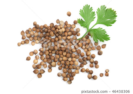 coriander seed and leaves isolated on white background. Top view. Flat lay pattern 46438306