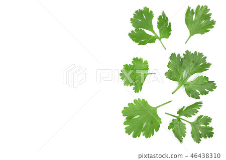 cilantro or coriander leaves isolated on white background with copy space for your text. Top view 46438310