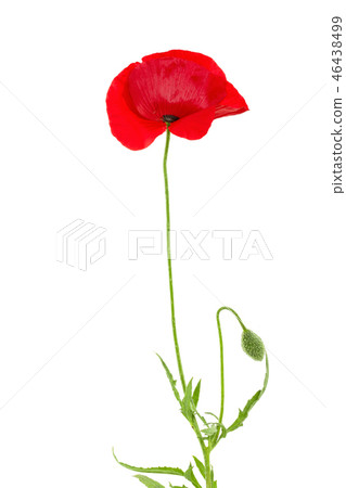 red poppy flower isolated on white background red poppy flower isolated on white background 46438499