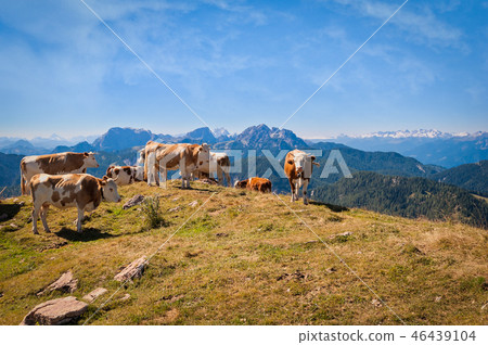 Cows are grazed on a summer meadow in mountains Cows are grazed on a summer meadow in mountains 46439104