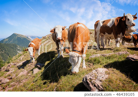 Cows are grazed on a summer meadow in mountains Cows are grazed on a summer meadow in mountains 46439105