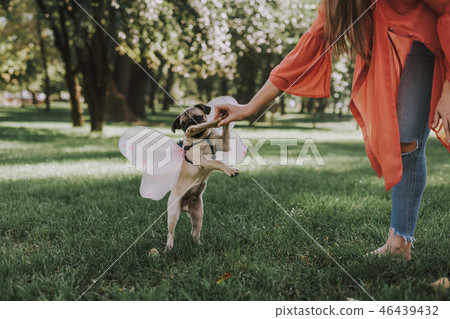 Cute puppy with fairy wings is playing with his owner 46439432