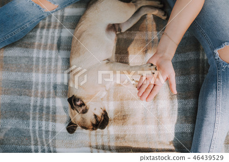 Puppy pug is sleeping on cover near his female owner 46439529