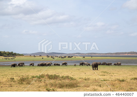 Herd of elephants in Kaudulla National Park, Sri Lanka 46440007