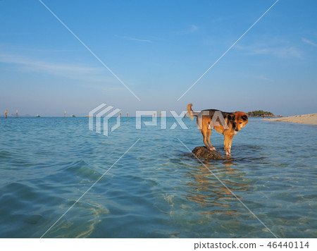 海和狗在酸值Lipe /狗和海,Lipe海島,泰國 海和狗在酸值Lipe /狗和海,Lipe海島,泰國 46440114