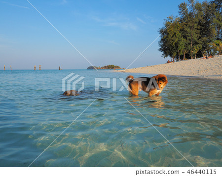 海和狗在酸值Lipe /狗和海,酸值Lipe,泰國 海和狗在酸值Lipe /狗和海,酸值Lipe,泰國 46440115