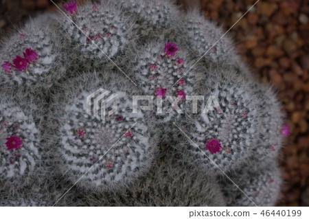 close-up beautiful blooming pink flowers of cactus 46440199