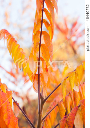 Autumn beautiful leaves background red and orange 46440782