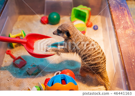 Meerkats in the zoo. Suricate. 46441163