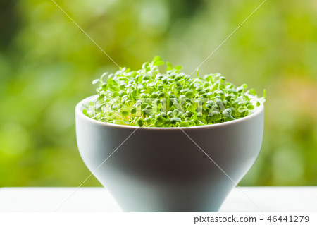 organic micro greens in the bowl close up organic micro greens in the bowl close up 46441279