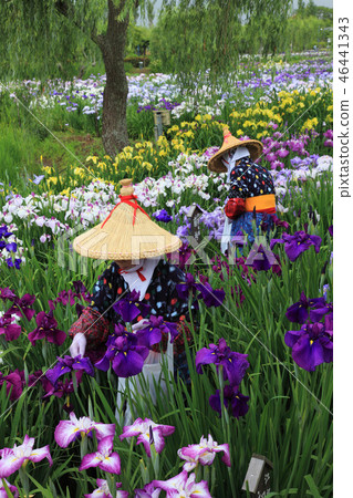 Sahara Suigo Ayame Festival Sahara Suigo Ayame Festival 46441343