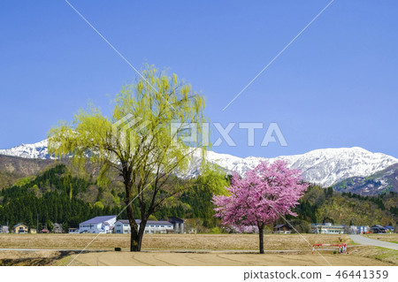 Cute cherry blossom and wakayanagi 46441359