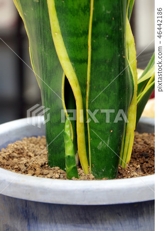 Sansuberia flower bud Sansuberia flower bud 46442186