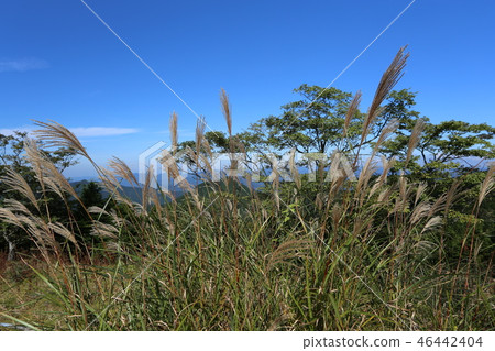 大Daigahara 46442404