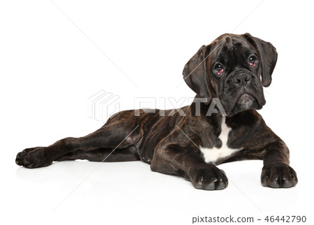 Young German Boxer puppy graceful lying 46442790