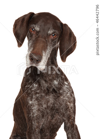 Portrait of a Aged German Shorthaired Pointer Portrait of a Aged German Shorthaired Pointer 46442796