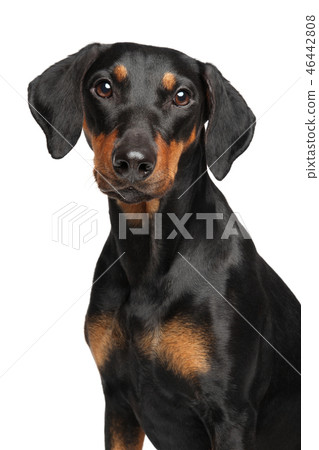 Portrait of a young German Pinscher on white 46442808