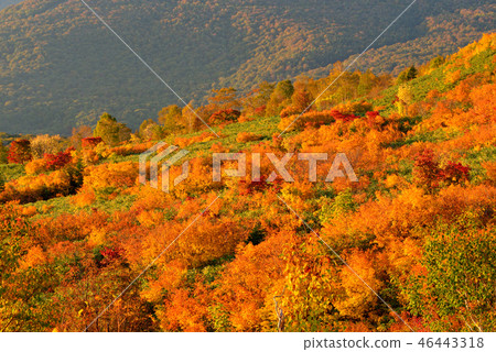 Hachimantaira秋葉 46443318