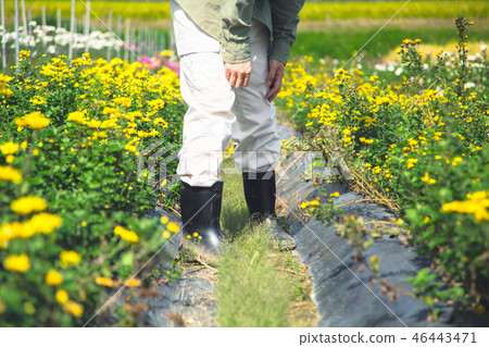 Agriculture flower gardening 46443471