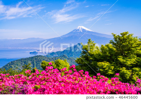 [Shizuoka Prefecture] Azaleas bloom from Katsuragi to Mt. Fuji 46445600