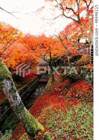 Fall Burning ~ Autumn leaves ~ 46446115