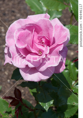 Shocking Blue 46446117