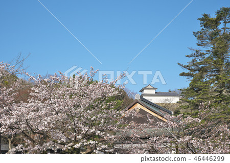 彥根城堡在春天 46446299