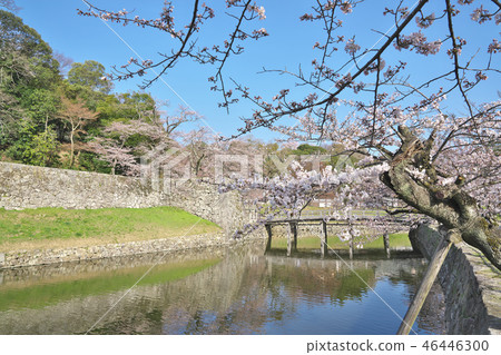 彥根城堡在春天 46446300