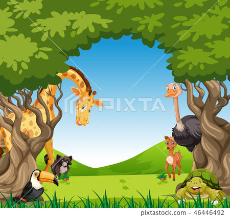 Wild animal in nature Wild animal in nature 46446492