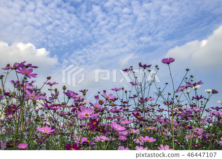 花 花 46447107
