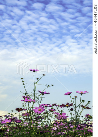 花 花 46447108