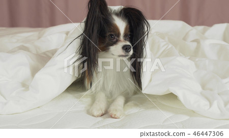 Beautiful dog Papillon lies under blanket on the bed and looks around 46447306