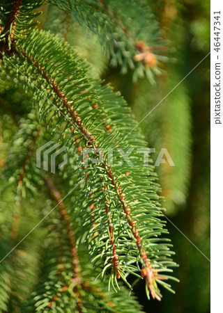 German spruce 46447341