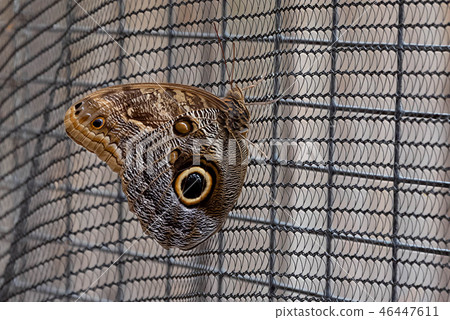 Magnificent Owl Butterfly Magnificent Owl Butterfly 46447611