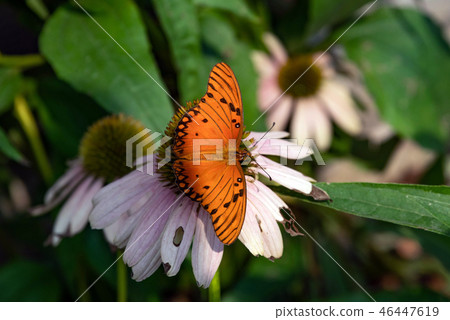 Gulf Fritillary Butterfly Gulf Fritillary Butterfly 46447619