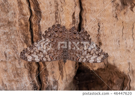 Guatemalan Cracker Guatemalan Cracker 46447620