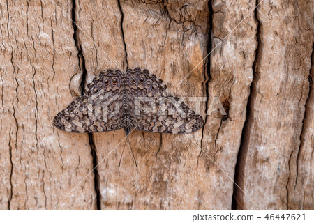 Guatemalan Cracker Butterfly Guatemalan Cracker Butterfly 46447621