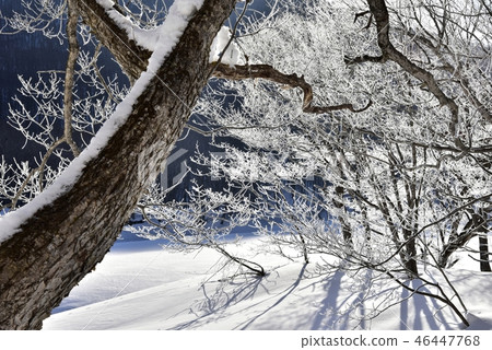 與霧的樹在篠原湖岸在冬天 46447768