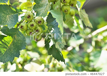 仍然綠色的綠洲 46447827