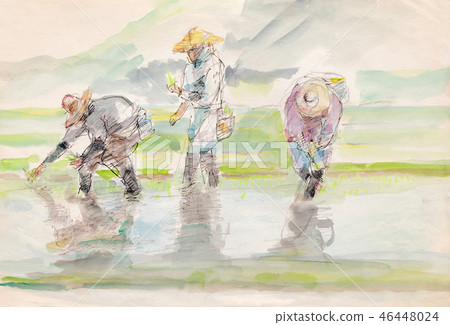 水稻種植[手] 46448024