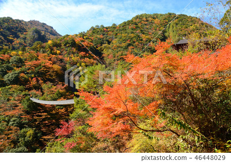 Ume no Kiso Suspension Bridge 46448029