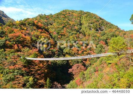 Ume no Kiso Suspension Bridge Ume no Kiso Suspension Bridge 46448030