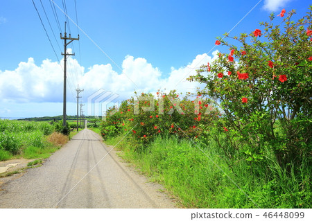 Kohama Island Sugar Road and Hibiscus Flower Kohama Island Sugar Road and Hibiscus Flower 46448099