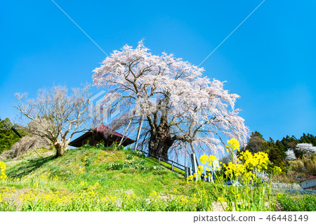 Koriyama City, Fukushima Prefecture Fudozakura of Kamiishi Koriyama City, Fukushima Prefecture Fudozakura of Kamiishi 46448149