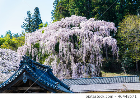 福島縣三春町Fukuharu-ji Temple的櫻花 福島縣三春町Fukuharu-ji Temple的櫻花 46448571